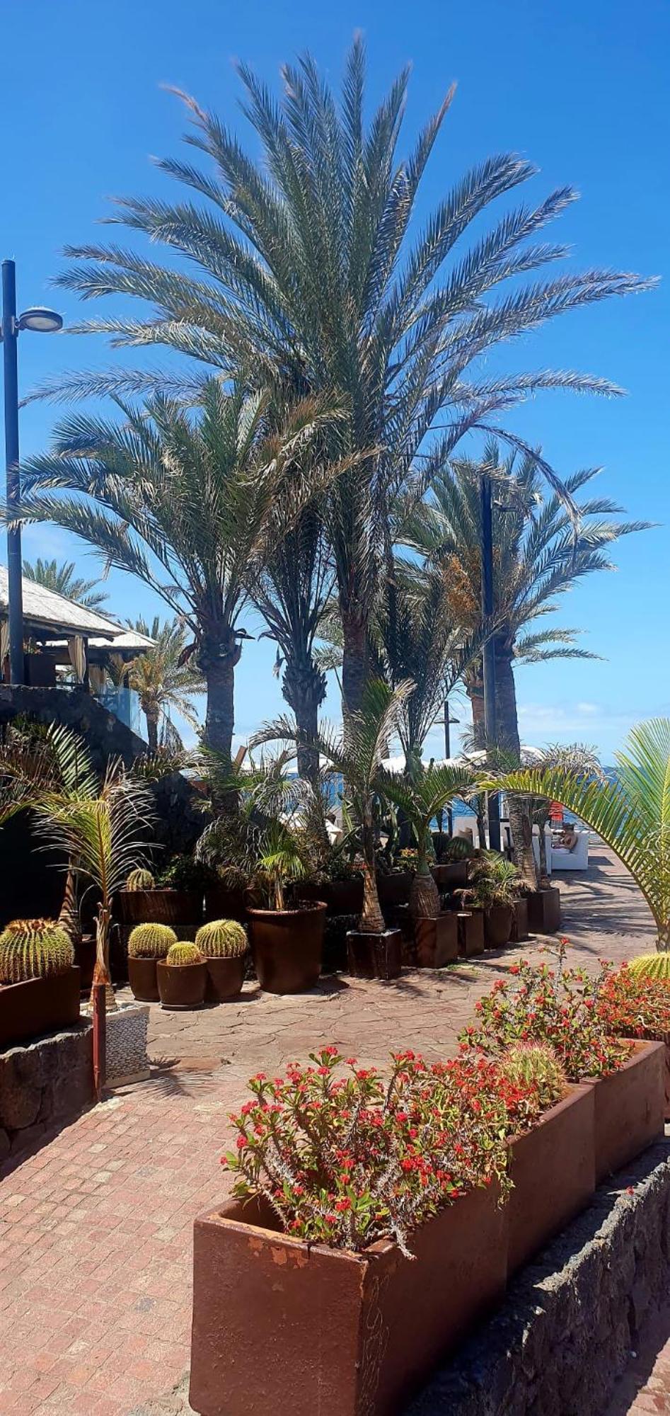 Wonderful White Appartament In Las Tortugas Playa de las Americas  Esterno foto
